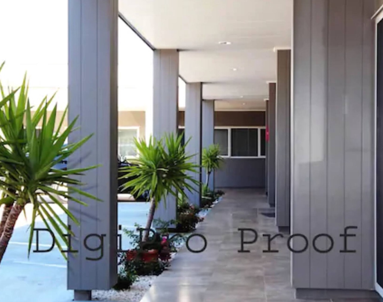 Auckland Phoenix Palm 1