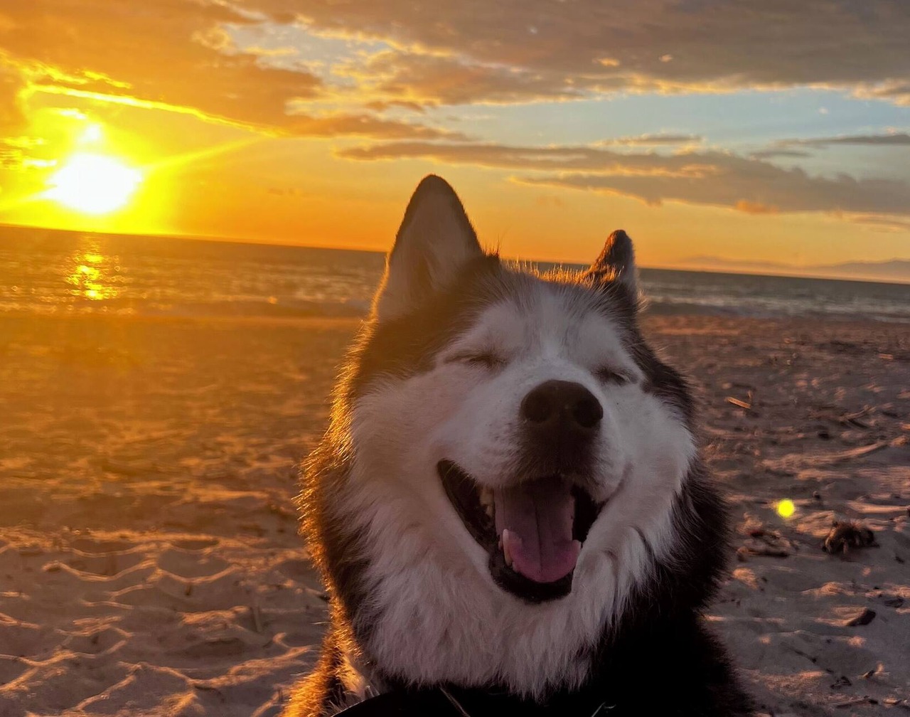 Modern beach house pet friendly 1