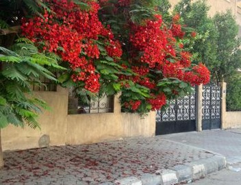 Cairo 5
