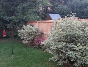 Evening Shade 3