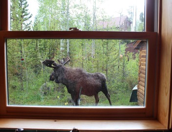Hang out with Moose! Log Cabin near RMNP/Columbine Lake 4