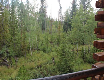 Hang out with Moose! Log Cabin near RMNP/Columbine Lake 5