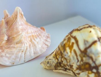 Le Conchiglie 5