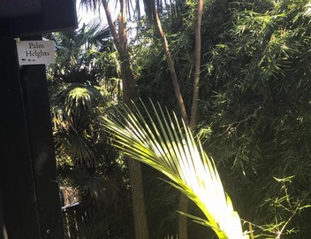 Palm Heights 4