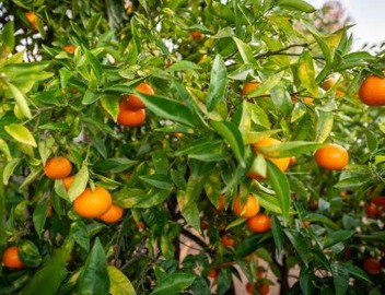 The Goleta Orchard House | The Chosen Collection 5