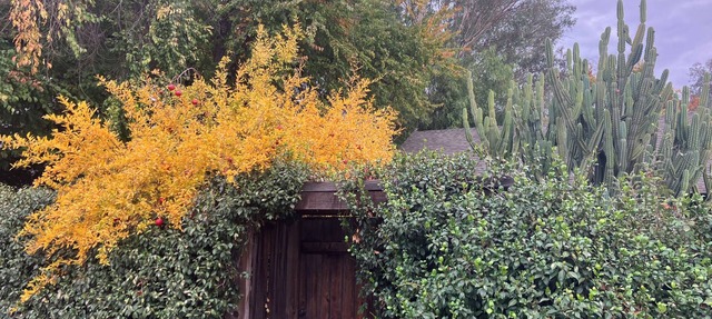 Charming 2-bedroom house steps from downtown Ojai.
