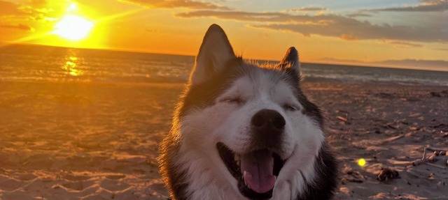Modern beach house pet friendly
