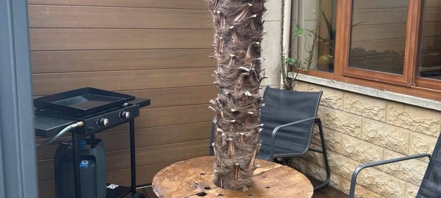 Palm Studio.