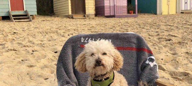 Pet friendly beachfront haven - opposite superb Fisherman’s Beach Mornington