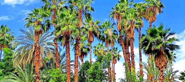 Superb Apt ! Exceptional View of Majorelle's Gardens, Yves Saint Laurent Street