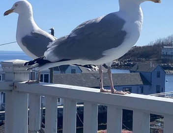 Enchanting Harbor Views - Historic Bradley Wharf Bearskin Neck 5
